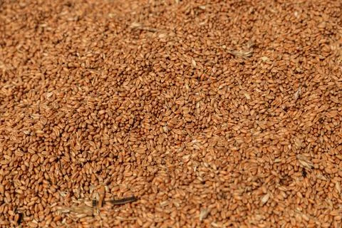 Uncleaned unsorted grain with debris after being harvested by a combine. Foto stock