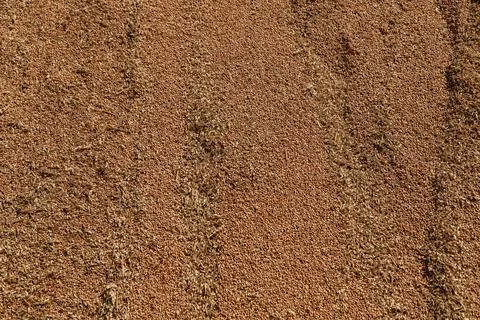 Uncleaned unsorted grain with debris after being harvested by a combine. Stock Photos