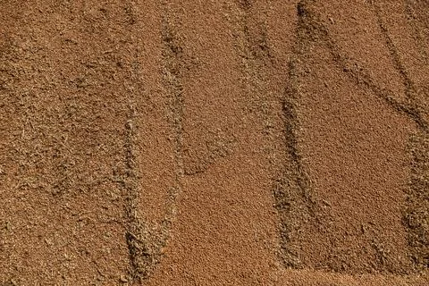 Uncleaned unsorted grain with debris after being harvested by a combine. Foto stock