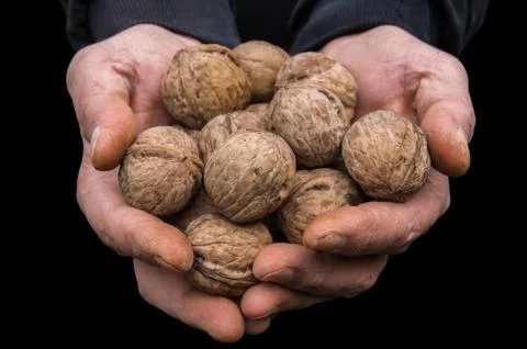 Uncleaned walnuts in the hands of a farmer Stock Photos
