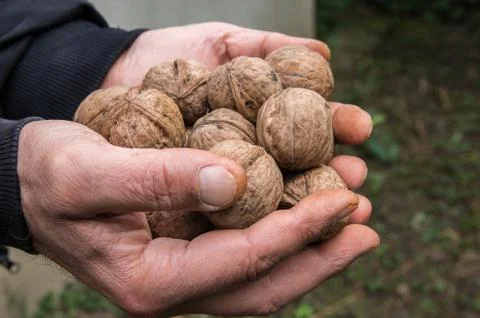 Uncleaned walnuts in the hands of a farmer Foto stock