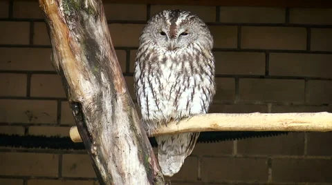 Unclear Grey Stock Footage 68189890