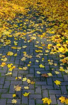 Uncleared paving stone path covered with yellow leaves Stock Photos
