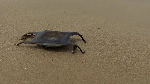 Uncommon black shark egg case on sandy beach with waves Video stock 276673042