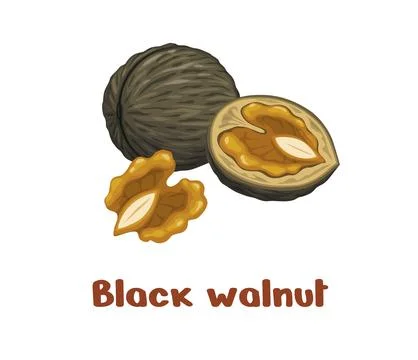 Uncommon black walnut nut isolated cartoon product Stock Illustration