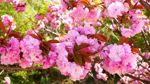 Uncommon cherry blossom: Stockbeeldmateriaal 80149285