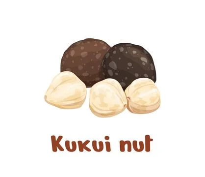 Uncommon kukui nuts, vector brown and white seeds Stock Illustration