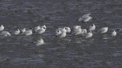 Unconcerned birds struggle with wind Stock Footage 77080352