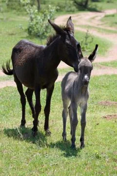 Unconditional love Foto stock