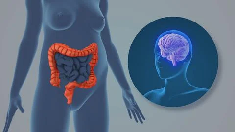 Unconscious Brain Activity Triggering Irritable Bowel Syndrome Symptom Stock Illustration