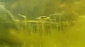 uncontrolled growth of algae in freshwater HD Footage