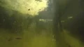 uncontrolled growth of algae in freshwater HD 동영상