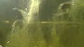 uncontrolled growth of algae in freshwater HD Footage
