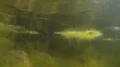 uncontrolled growth of algae in freshwater HD-videomateriaal