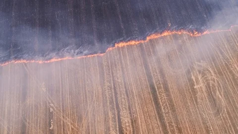 Uncontrolled rural fire burning plant field smoke Stock Footage 114577005