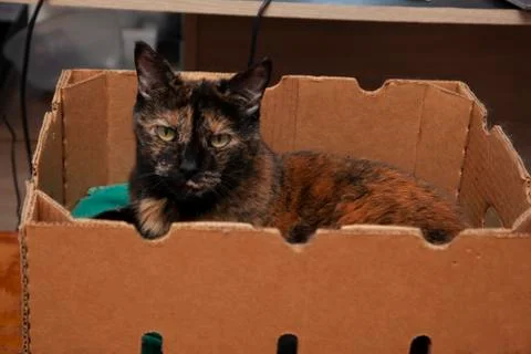 Unconventional cat bed Stock-Fotos