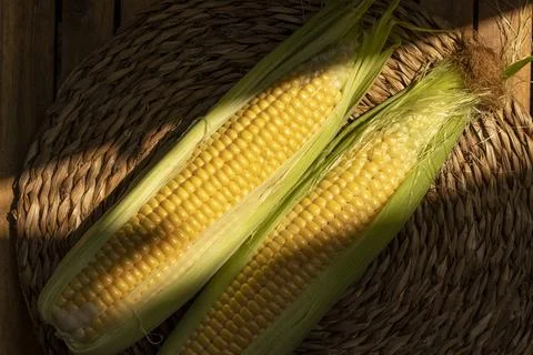 Uncooked corn cobs. Stock Photos