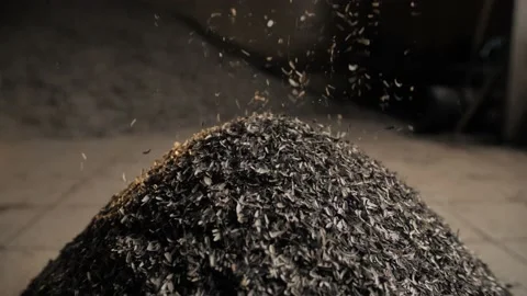 Uncooked Corn Seeds are put into the hopper. Production of sunflower oil Stock Footage 168533451