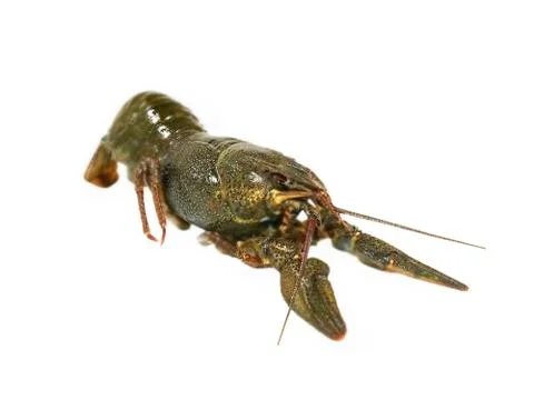 Uncooked crawfishe.isolated. Stock Photos