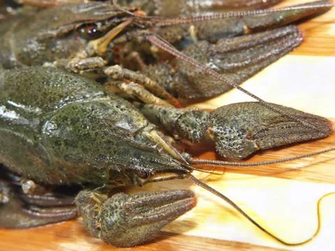 Uncooked crawfishes. Stock Photos