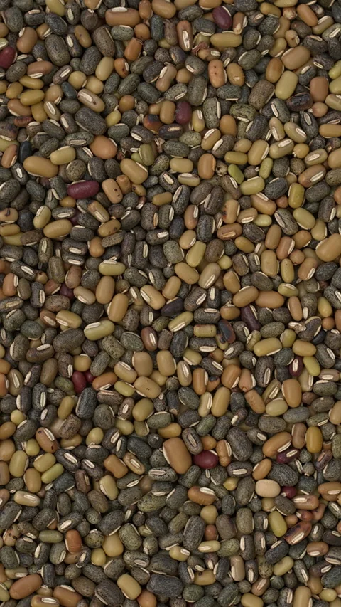 Uncooked dry roasted ricebean. Vertical video. Stock Footage 276964050