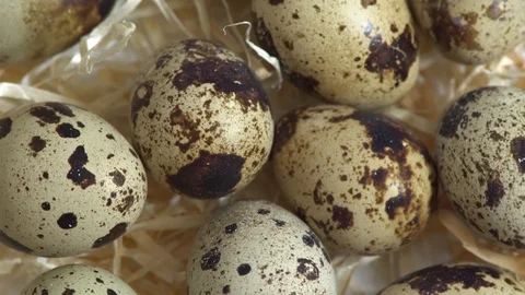 Uncooked quail eggs in pack. Rotating and closeup. Nobody Stock Footage 89671255