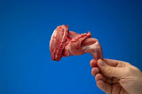 Uncooked raw rabbit or hare leg held in hand by Caucasian male. Close studio  Stock Photos