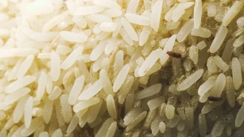 Uncooked rice with red flour beetle crawling and flying around. Macro shot. 스톡 동영상 145748608