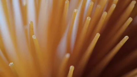 Uncooked spaghetti pasta on kitchen table. Stock Footage 72241362