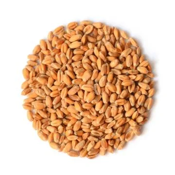 Uncooked wheat grain Stock Photos