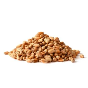 Uncooked wheat grain Stock Photos