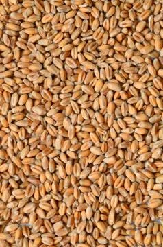 Uncooked wheat grain Stock Photos