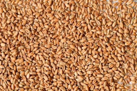 Uncooked wheat grain Stock Photos