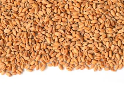 Uncooked wheat grain Fotos Stock