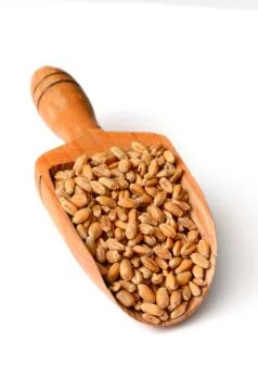 Uncooked wheat grain Stock Photos