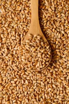 Uncooked wheat grain Stock Photos