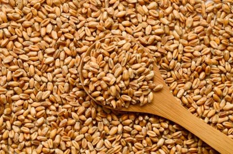 Uncooked wheat grain Stock Photos