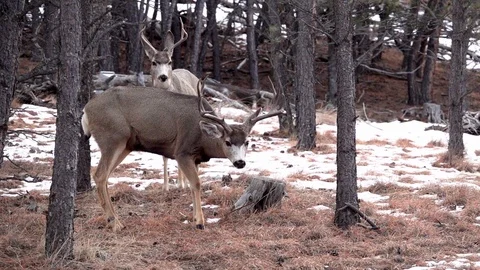 Uncoordinated Walk of Mule Deer Buck with CWD in 4x Slow Motion Stock Footage 119080839