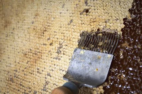 Uncorking honeycomb with a fork Stock Photos