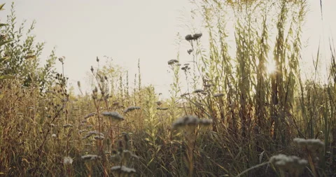 Uncultivated field of high gold colored dried plants at the beginning of autumn Video stock 148381153