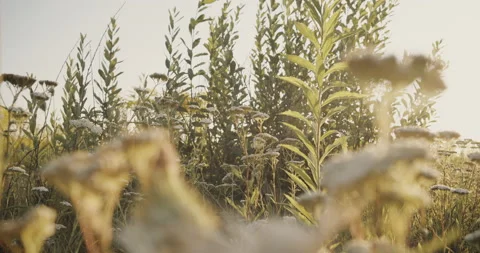 Uncultivated field of high gold colored dried plants at the beginning of autumn Stock Footage 148437693