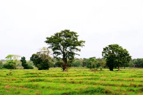 Uncultivated field Stock Photos