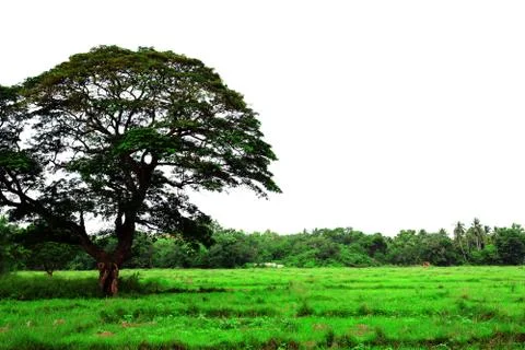 Uncultivated field Stock Photos