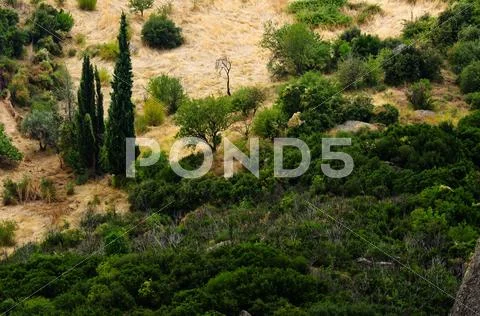 Uncultivated forest in the mountains Stock Photos