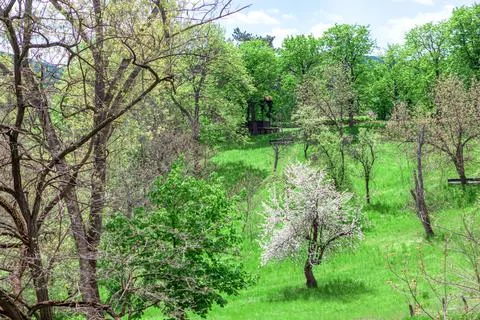 Uncultivated garden Stock Photos