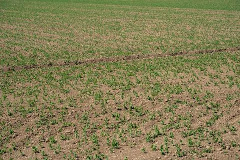 Uncultivated land in spring Stock Photos