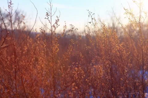 Uncultivated plants Stock Photos