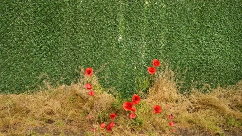 Uncultivated red poppies growing next to artificial grass fence wall, 4K Stock Footage 314111726