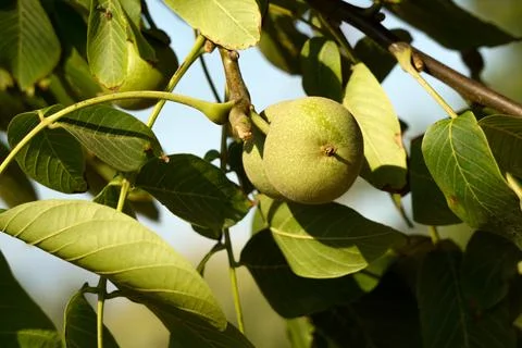 Uncultivated walnut on the tree close up view Stock Photos
