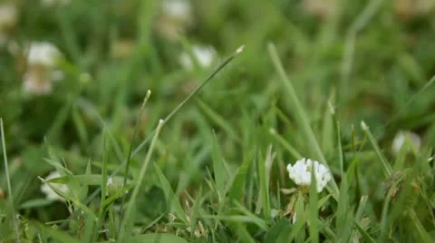 Uncut Grass Close Up Video stock 11802364
